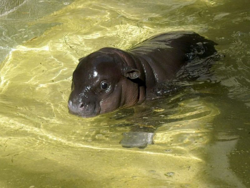 Zoo Berlin