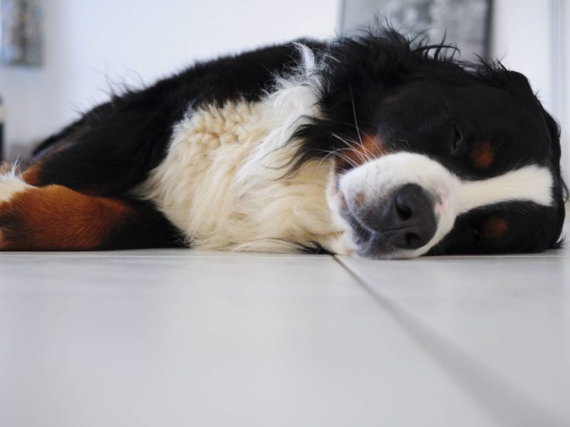 Hund in Berlin