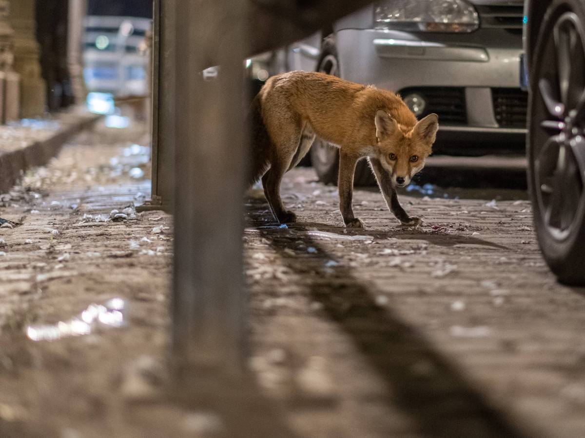 Brandenburg: Fuchs-Alarm! Hier machen sie richtig fette Beute