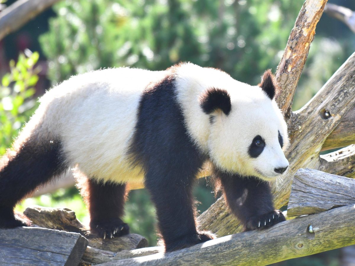 Zoo Berlin