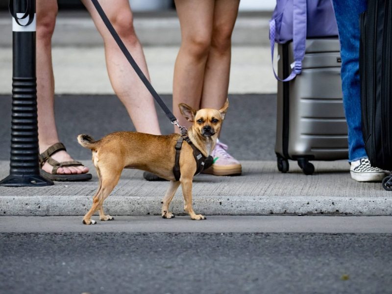 Hund in Berlin