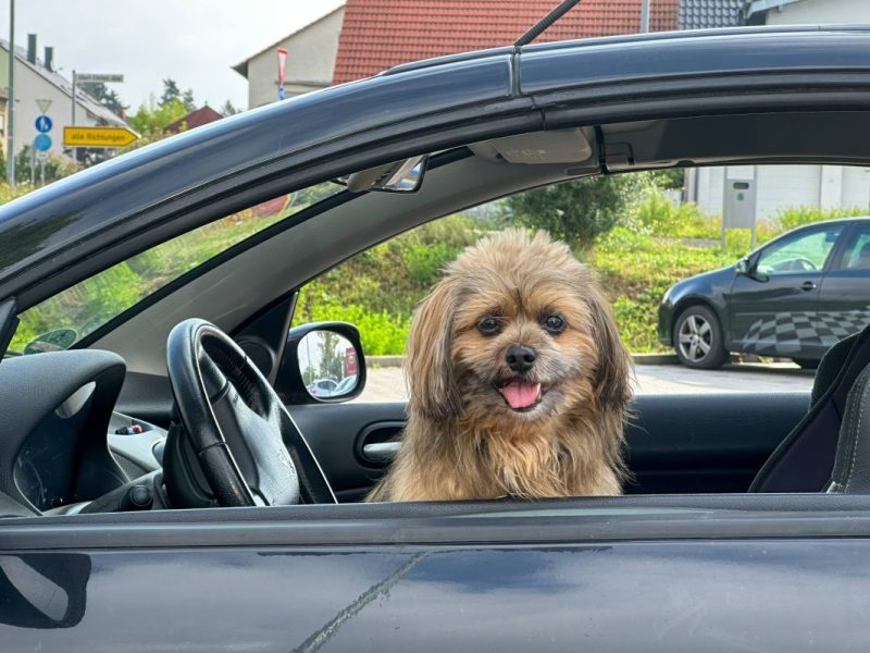 Hunde in Berlin