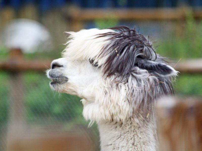 Tierpark Berlin