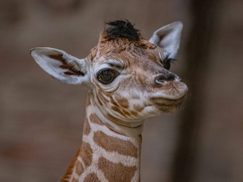 Tierpark Berlin