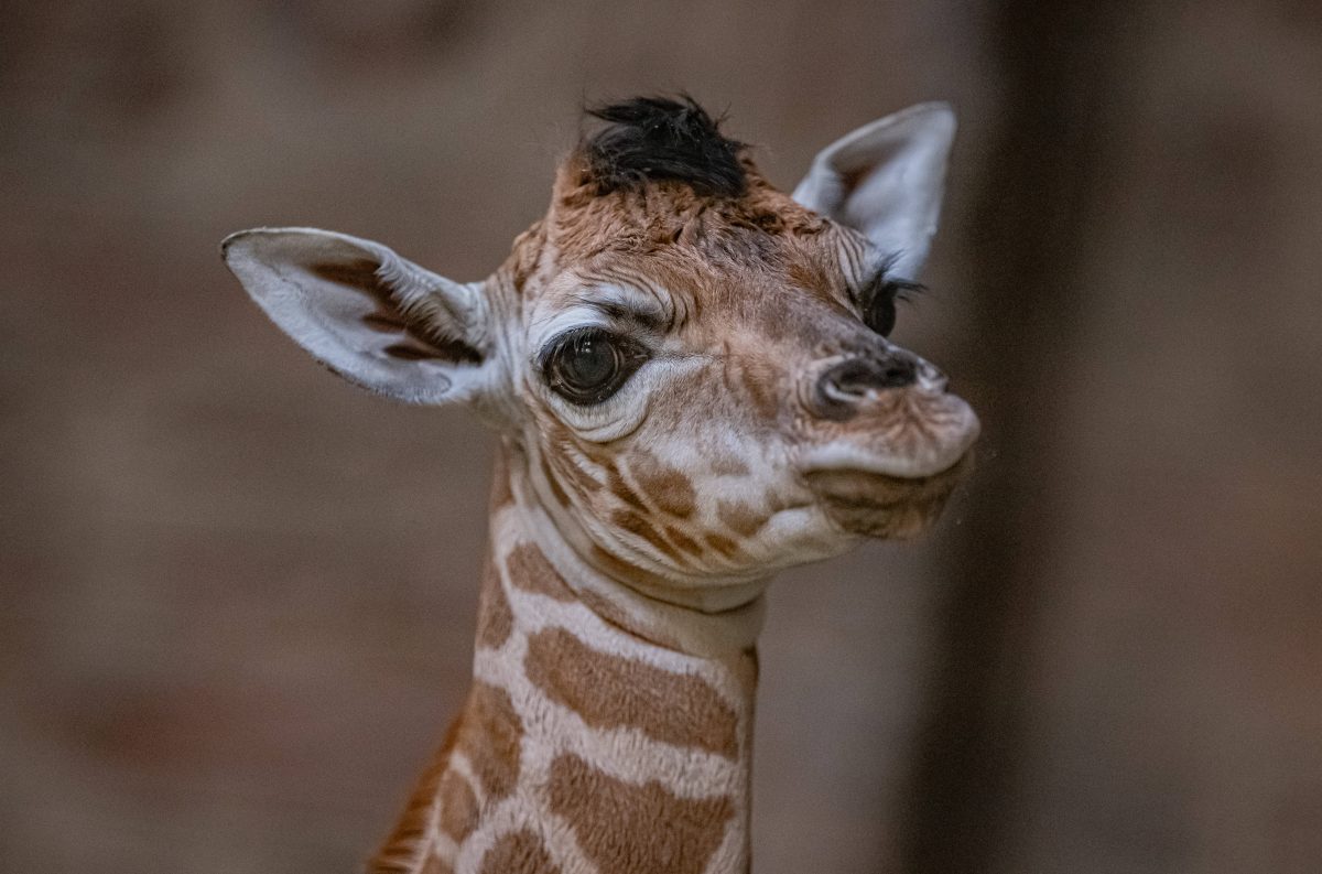 Tierpark Berlin