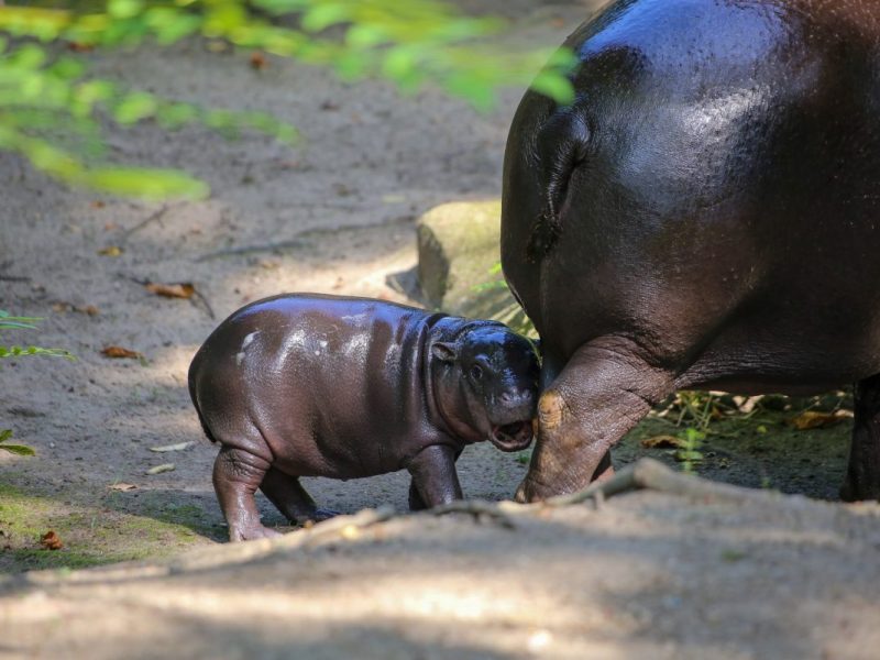 Zoo Berlin