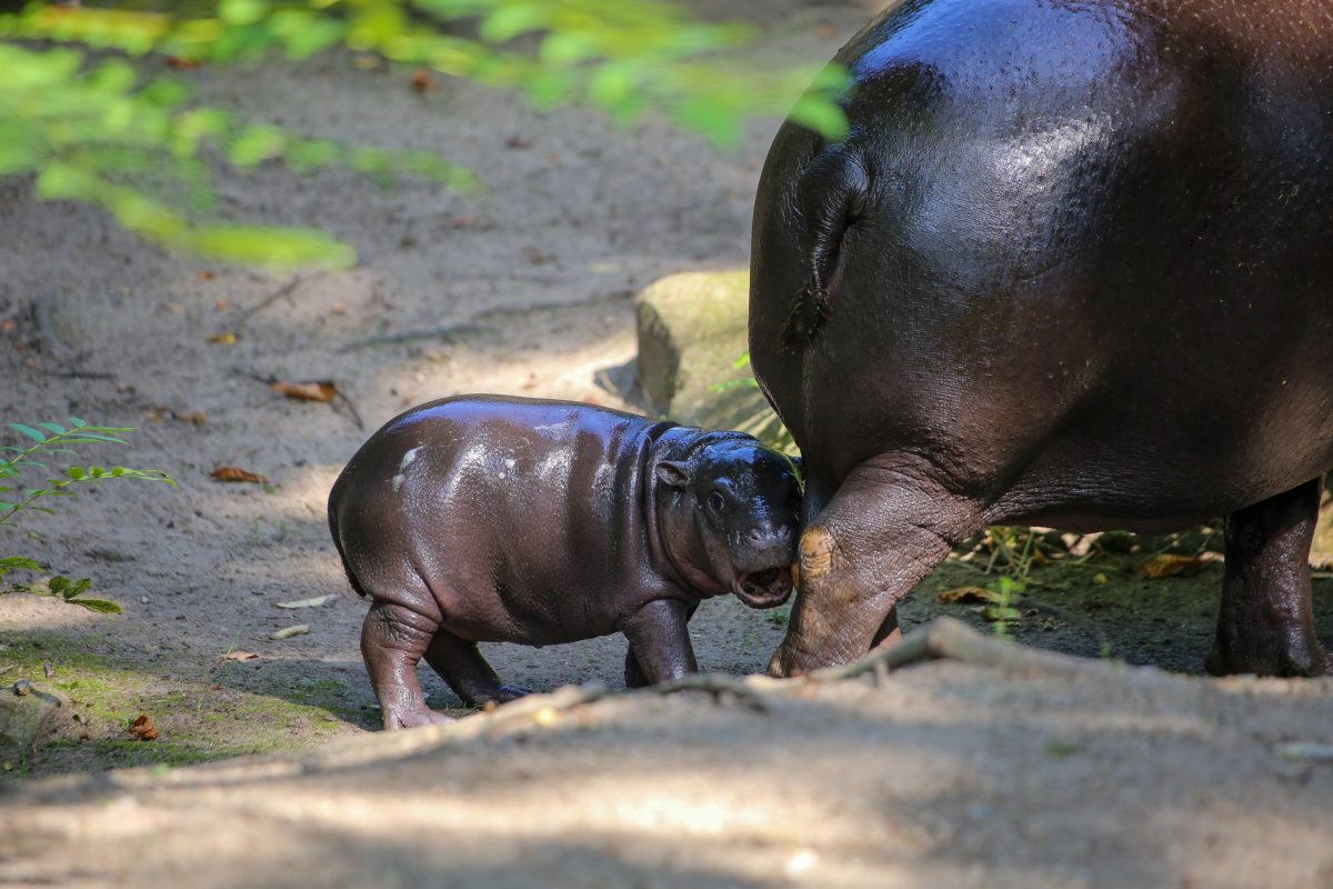 Zoo Berlin