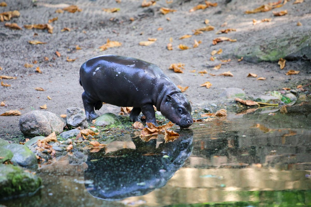 Zoo Berlin