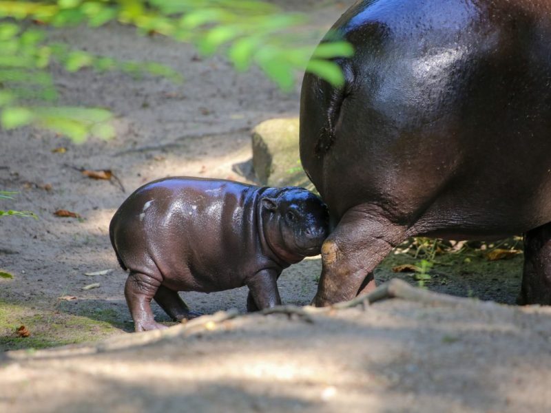 Zoo Berlin