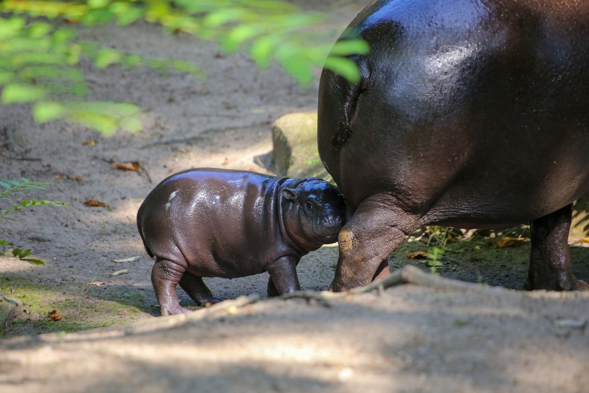 Zoo Berlin