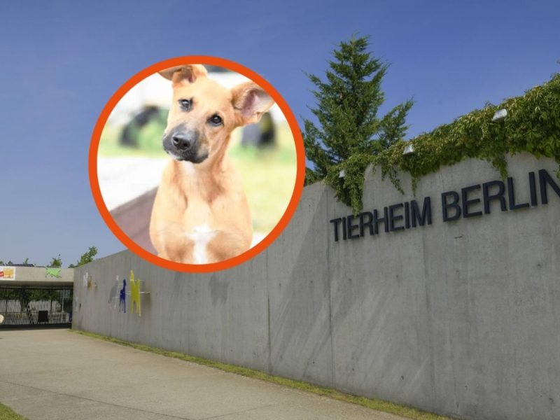 Tierheim Berlin