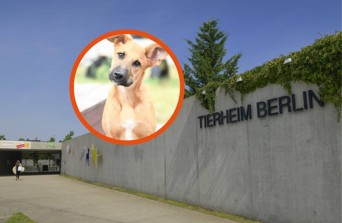 Tierheim Berlin