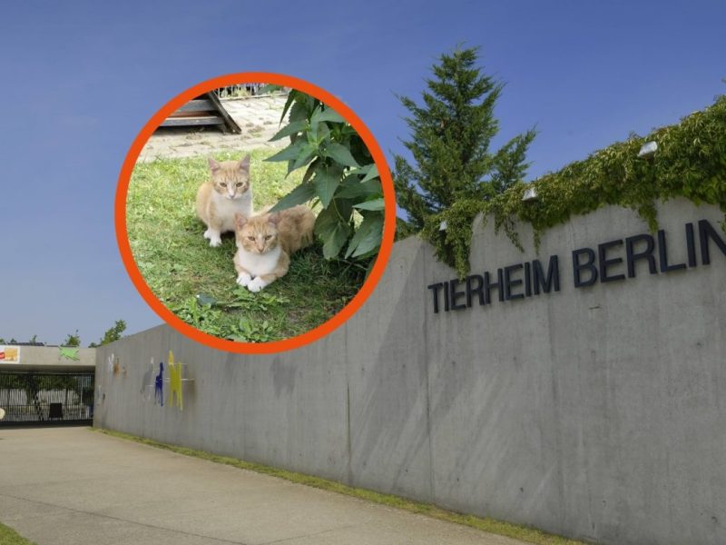 Tierheim Berlin