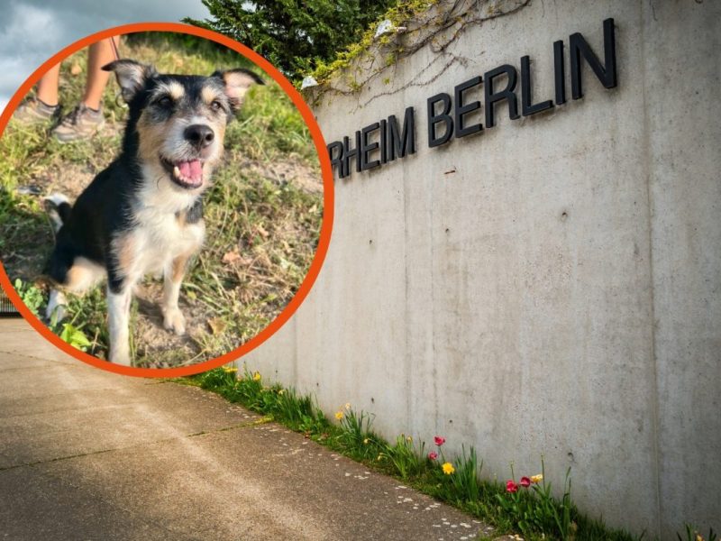 Tierheim Berlin