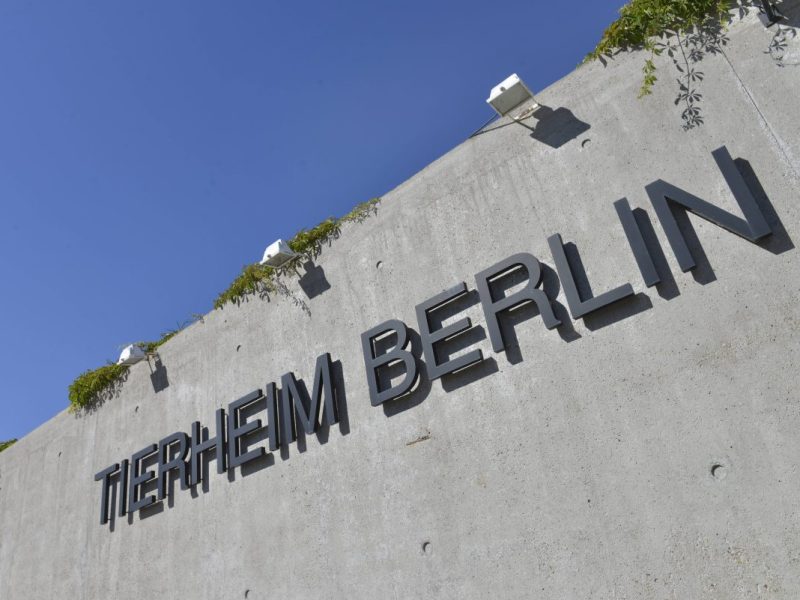 Tierheim Berlin