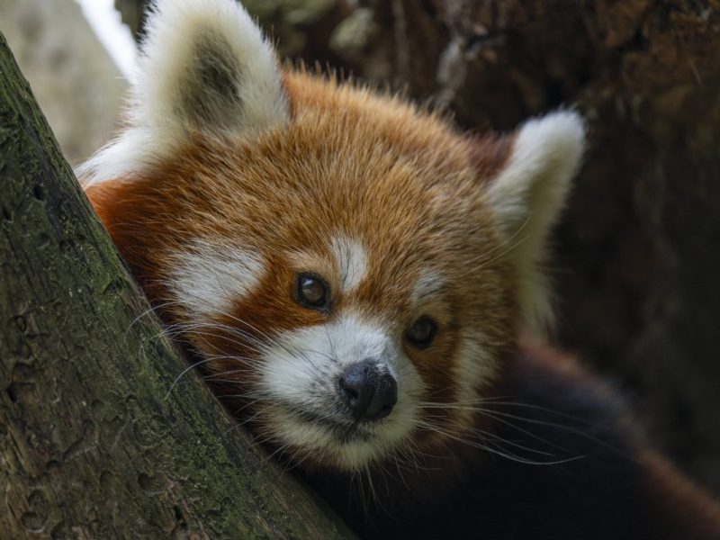 Tierpark Berlin