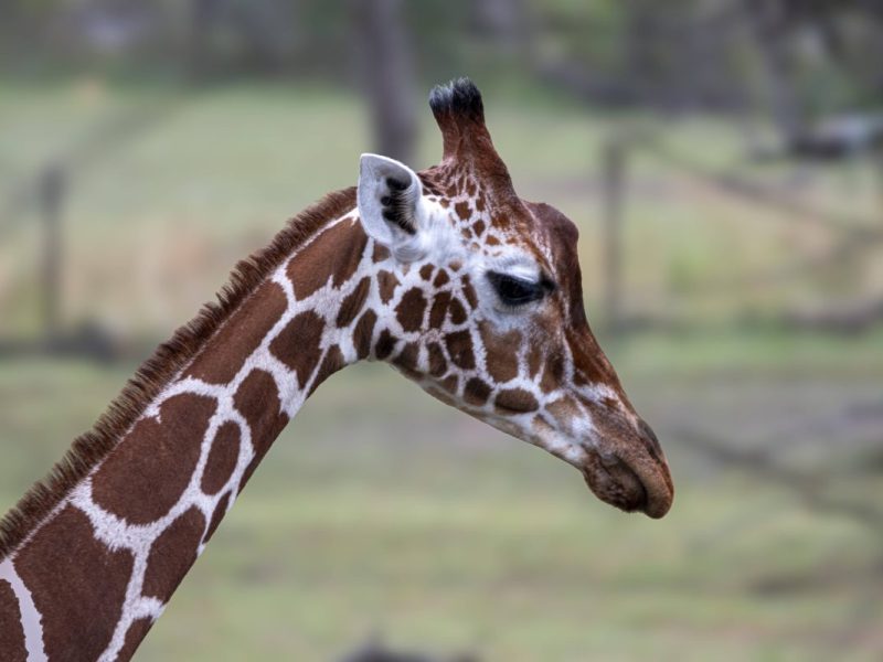 Tierpark Berlin