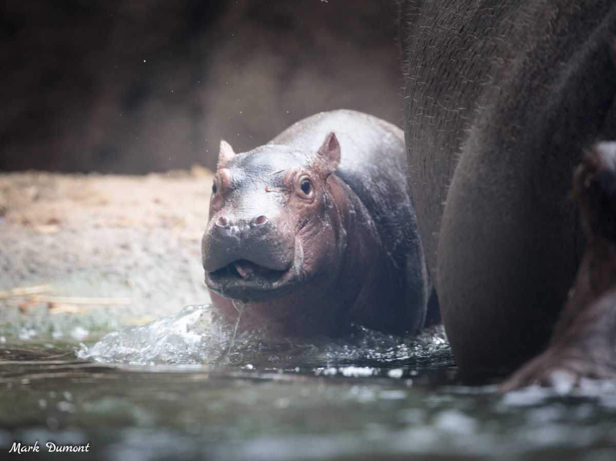 Zoo Berlin