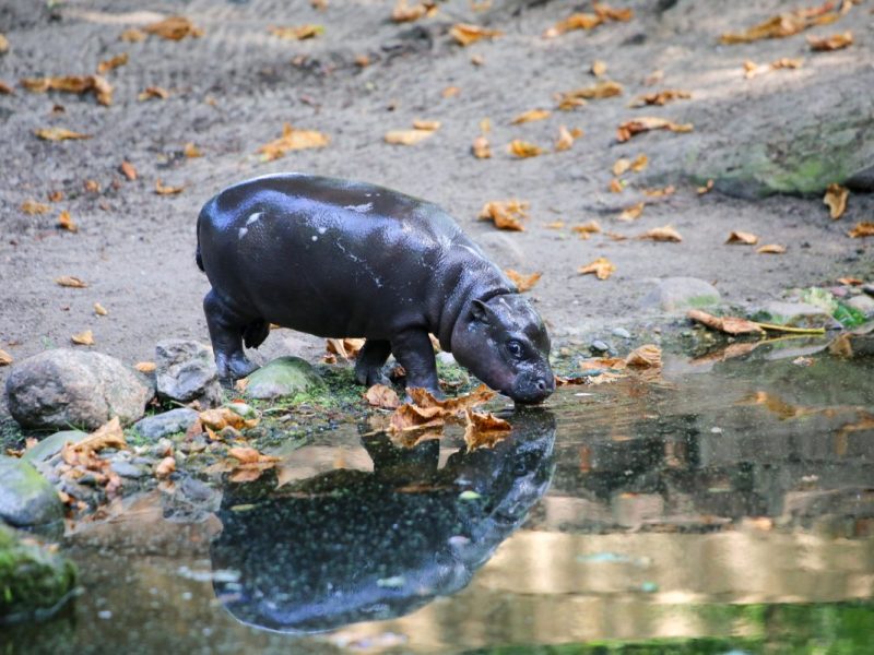 Zoo Berlin