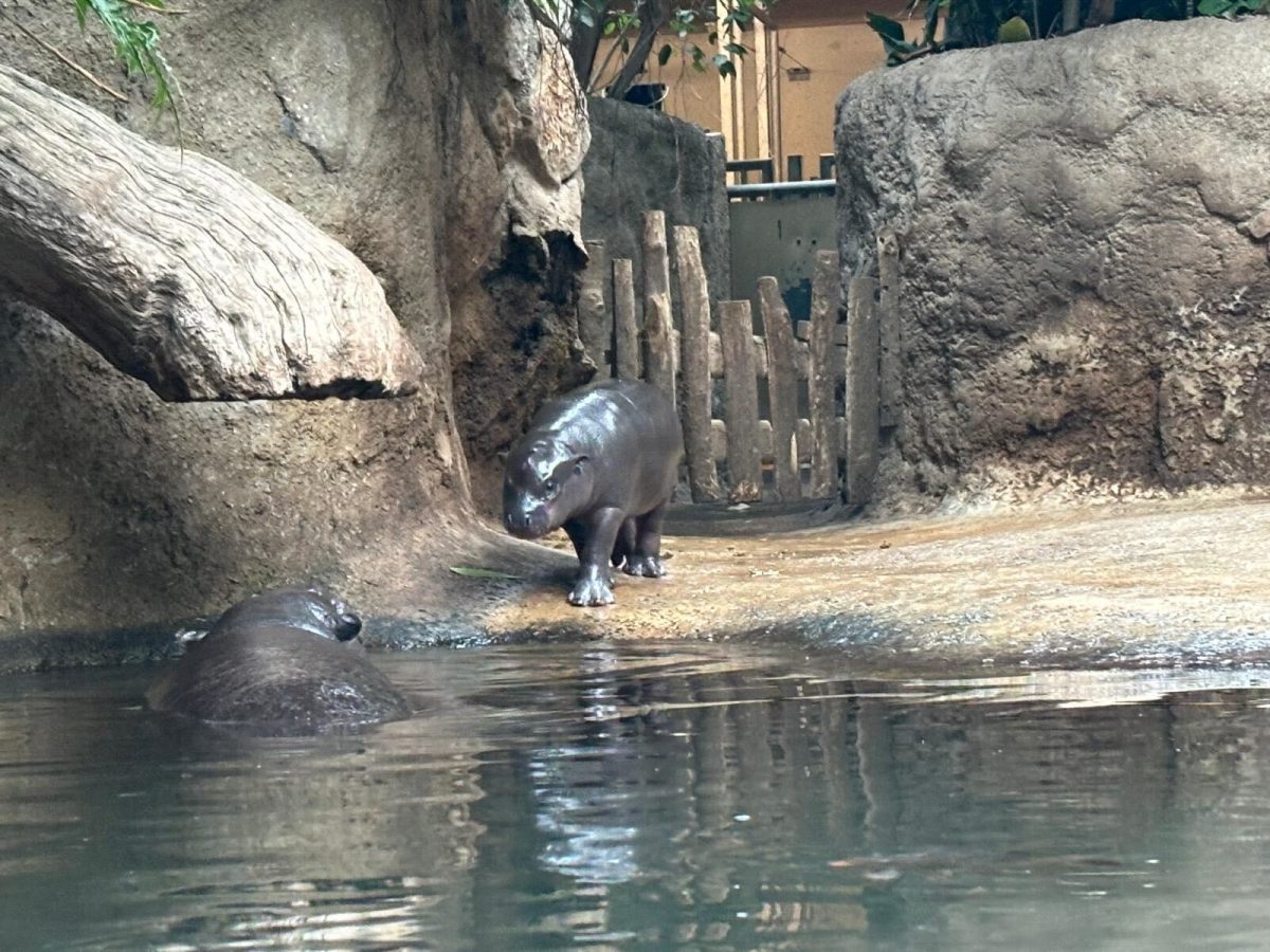 Baby Toni aus dem Zoo Berlin ist ein kleiner großer Star.