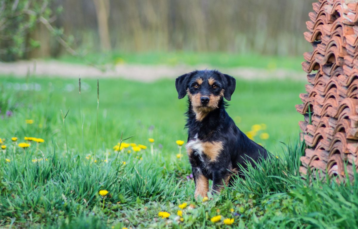 Hund in Berlin