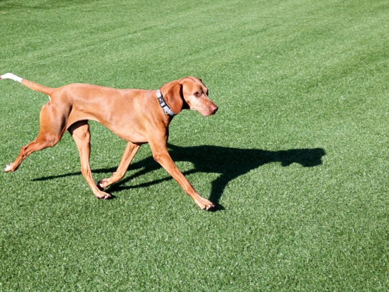 Hund in Berlin