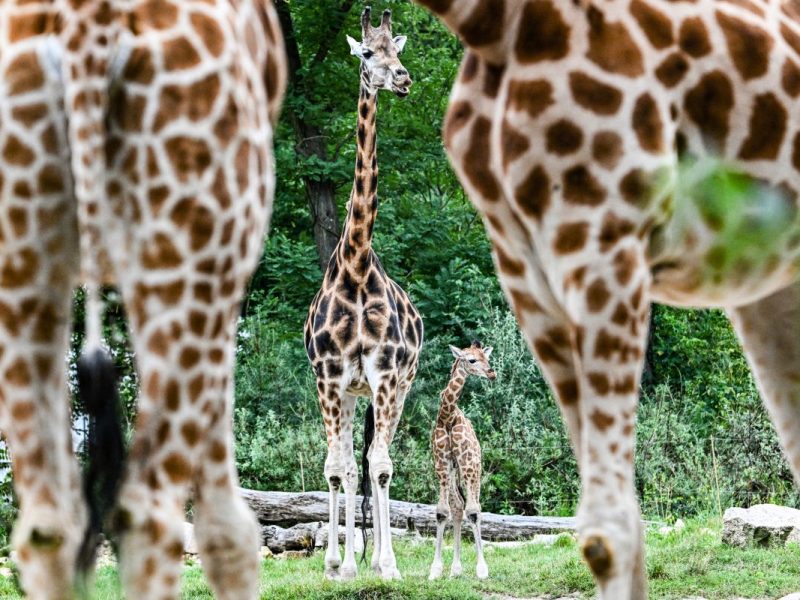 Tierpark Berlin