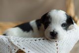 Hunde in Berlin