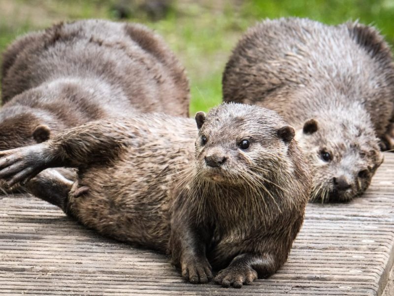 Tierpark Berlin