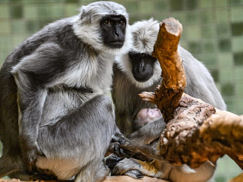 Zoo Berlin