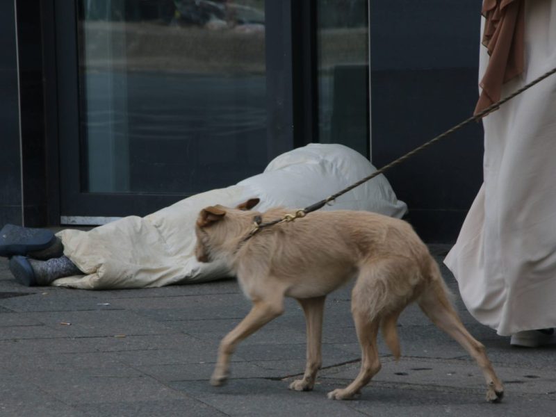 Hund in Berlin