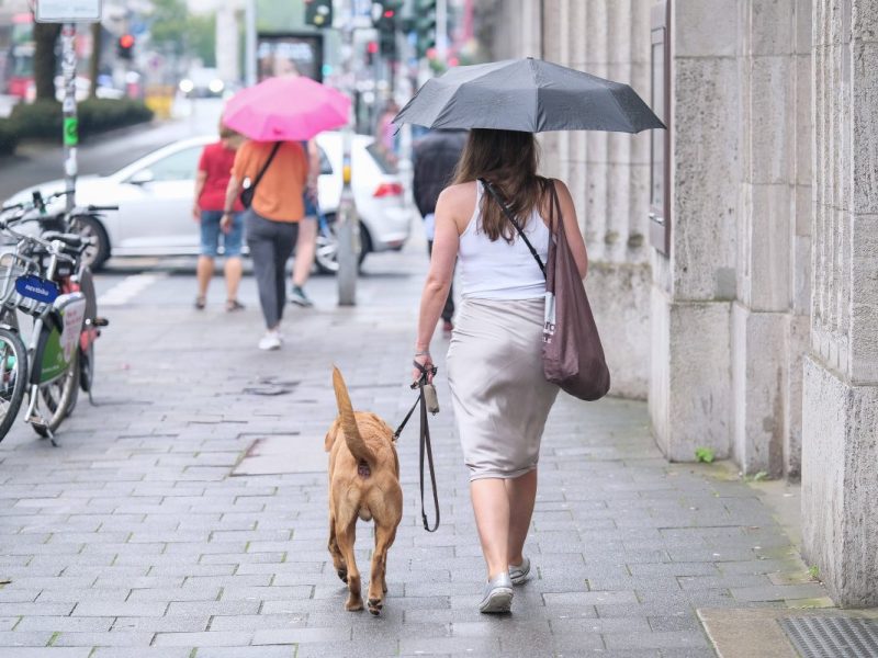Hund in Berlin