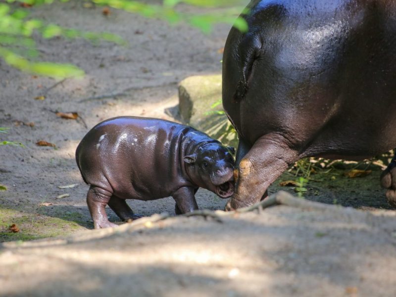 Zoo Berlin