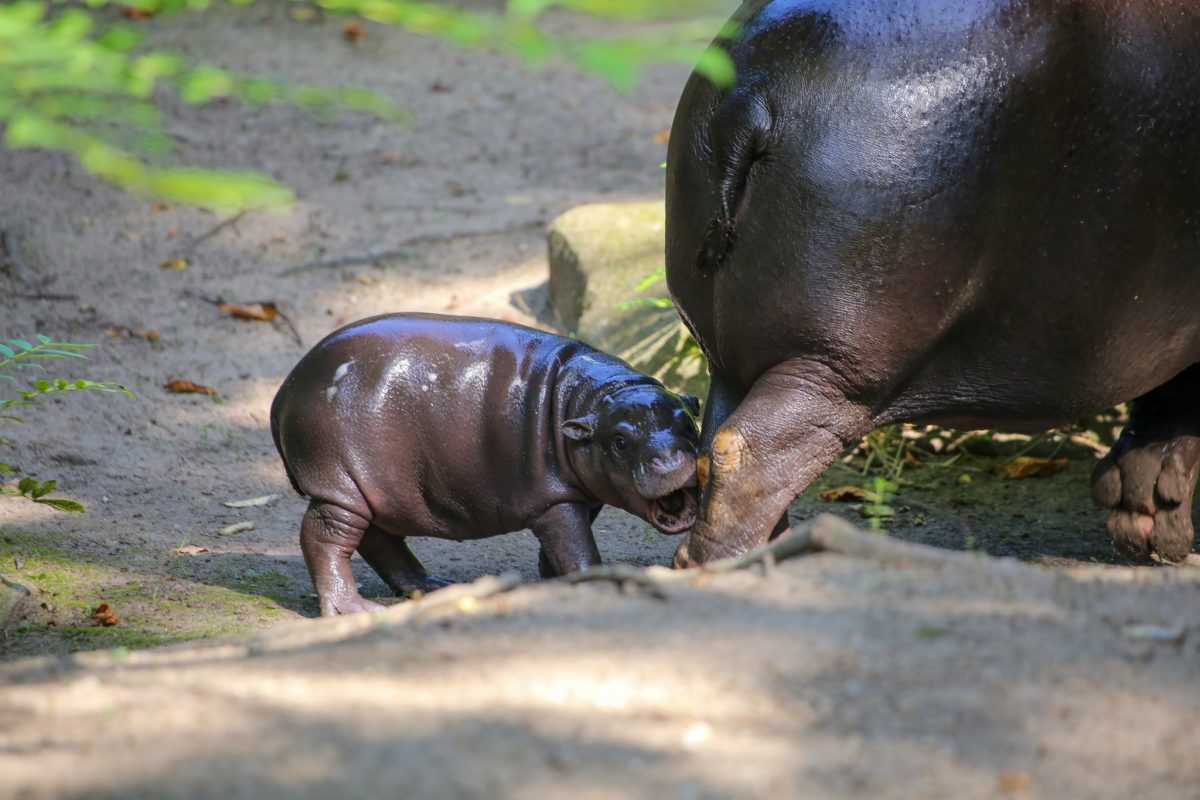 Zoo Berlin