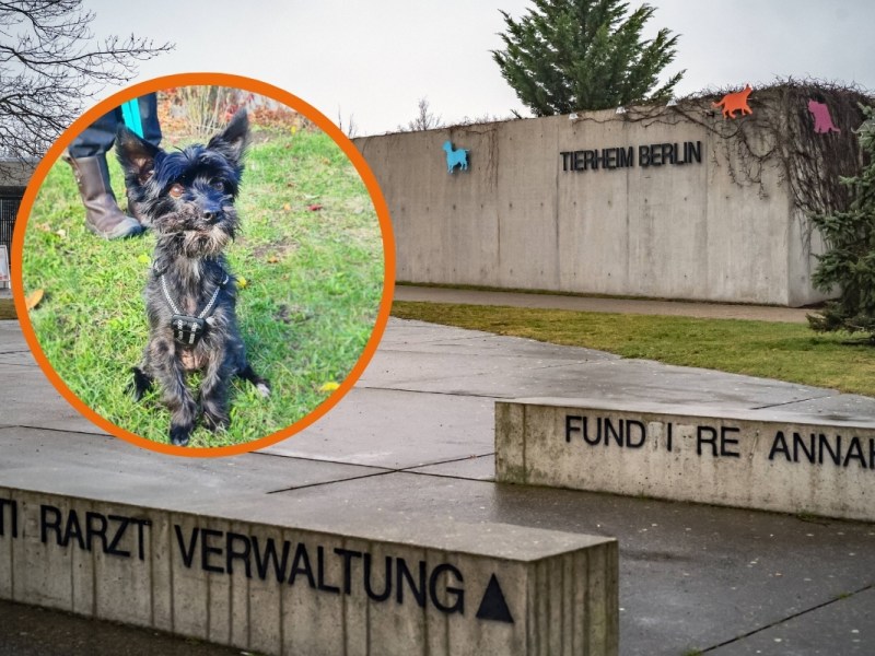 Tierheim Berlin