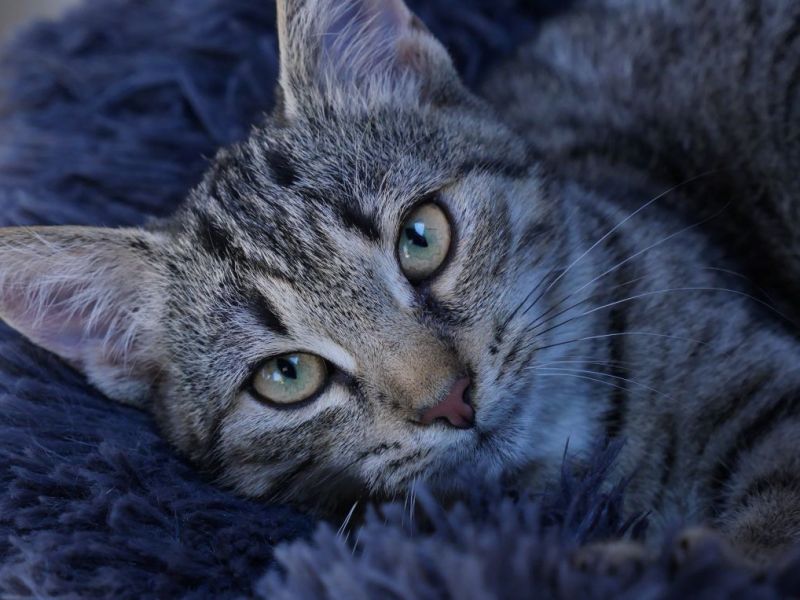 Ein Pfleger im Tierheim Berlin unternahm eine besondere Rettungsaktion für eine Katze. (Symbolbild)
