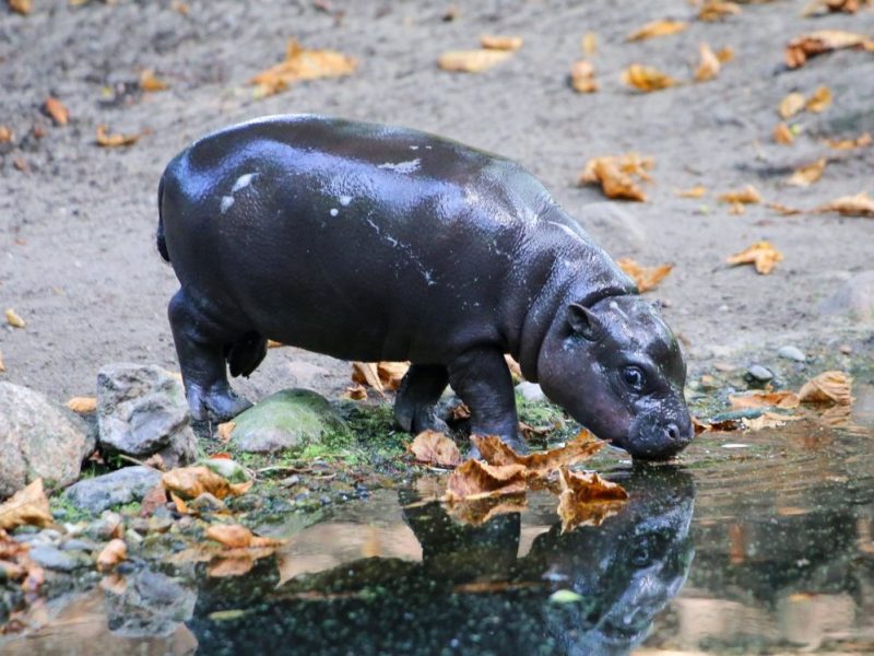 Zoo Berlin