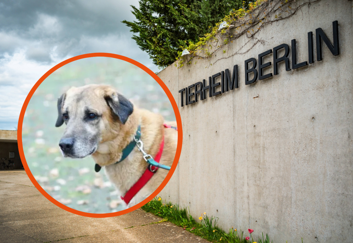 Tierheim Berlin