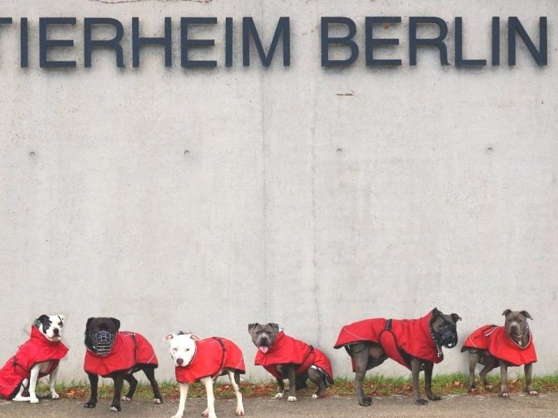 Tierheim Berlin