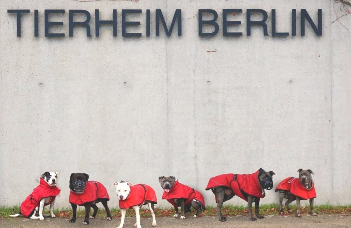 Tierheim Berlin