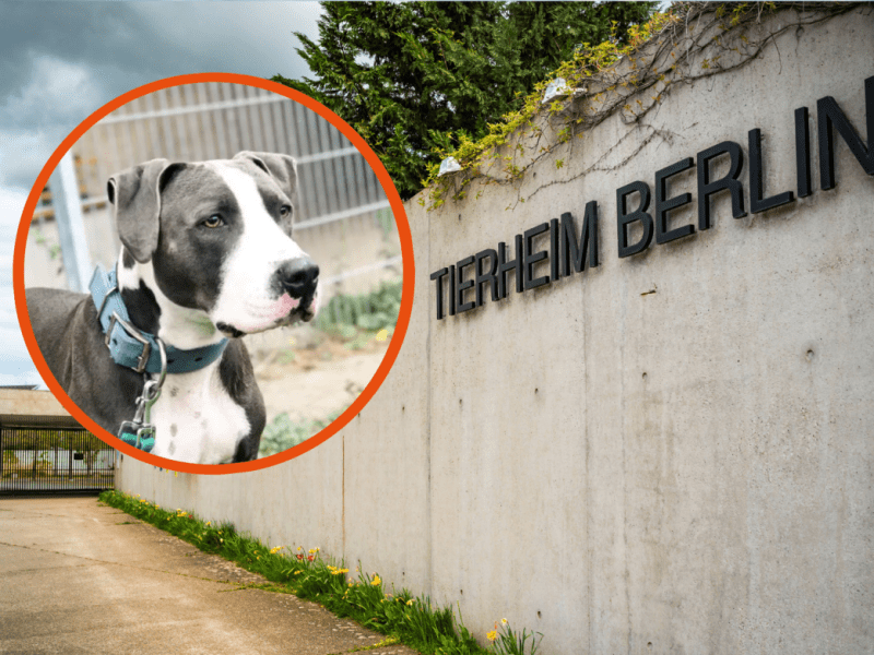 Tierheim Berlin