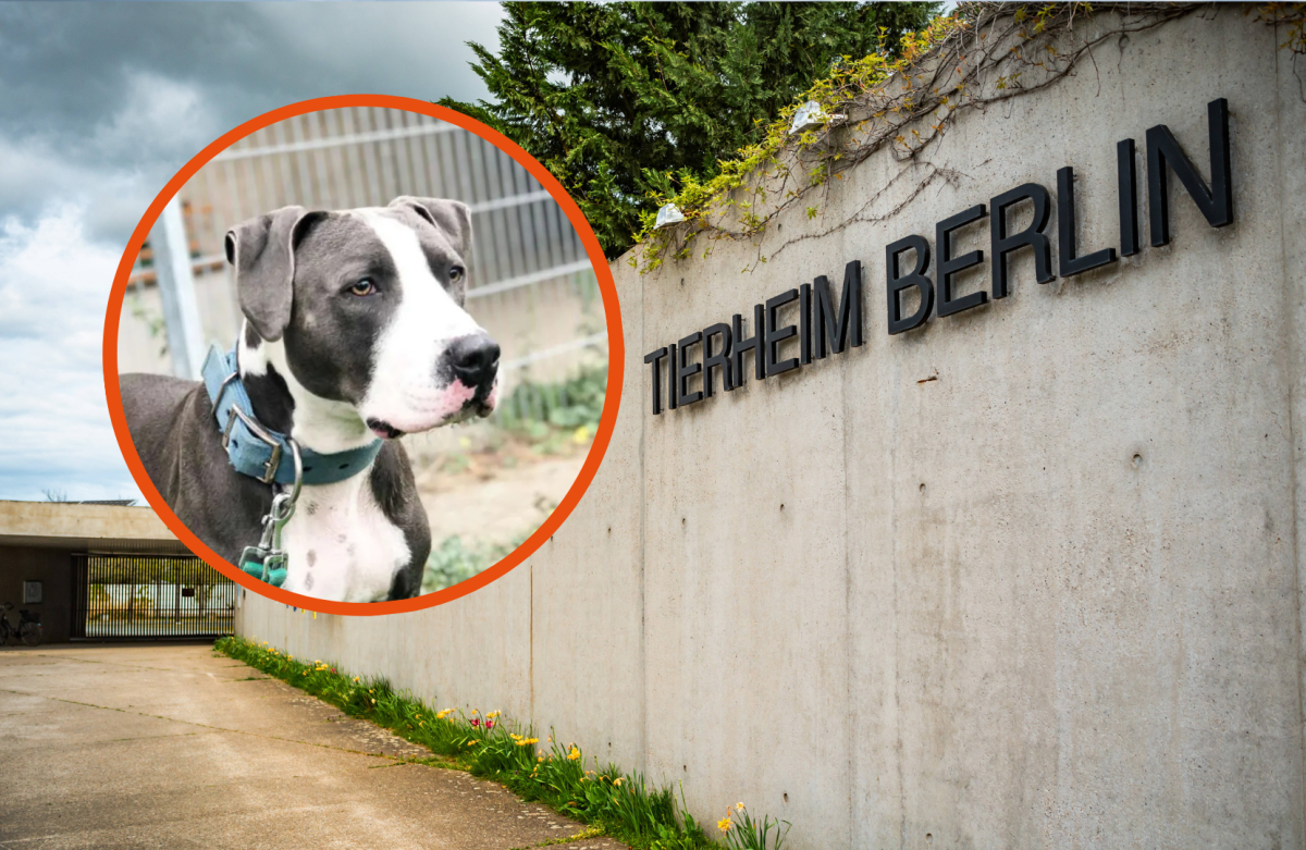 Tierheim Berlin