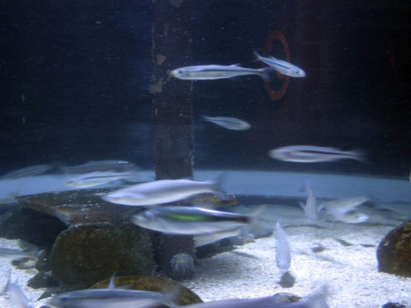 Sea Life in Berlin