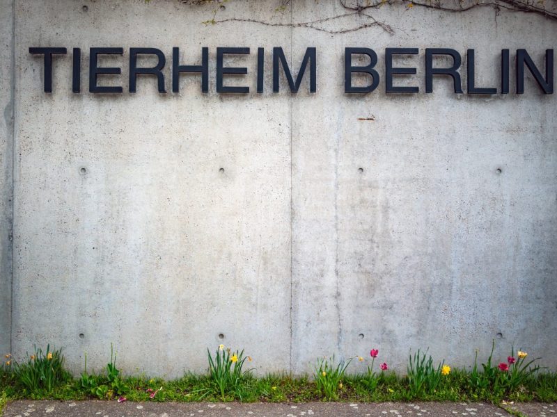 Tierheim