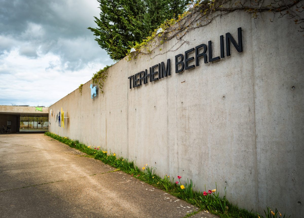 Das Tierheim Berlin ist das zu Hause vieler Tiere.