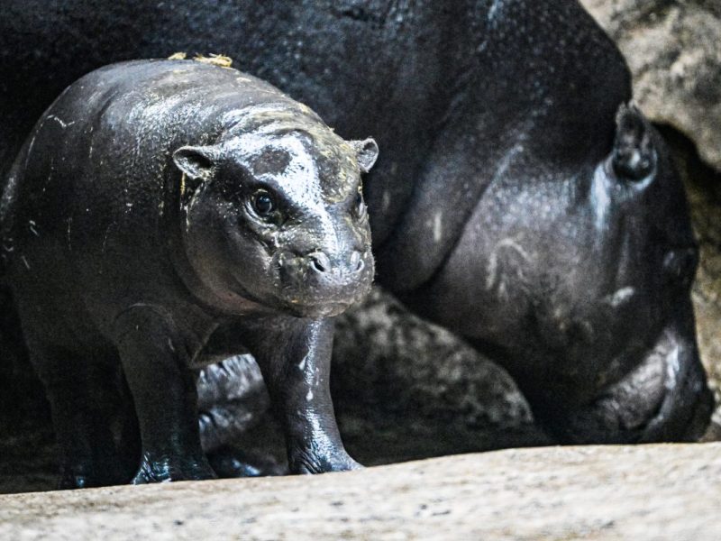 Zoo Berlin