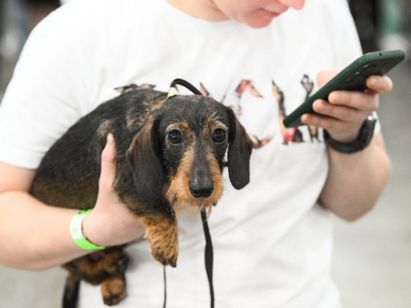 Hund in Berlin