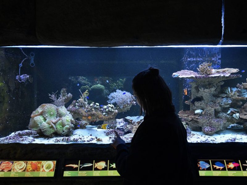 Sea Life in Berlin