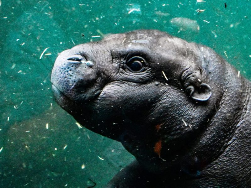 Zoo Berlin