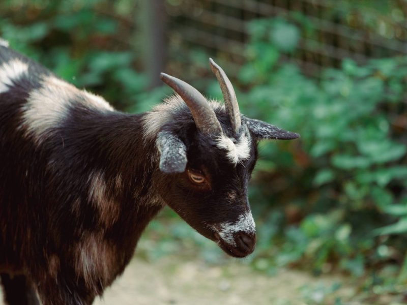 Tierpark bei Berlin